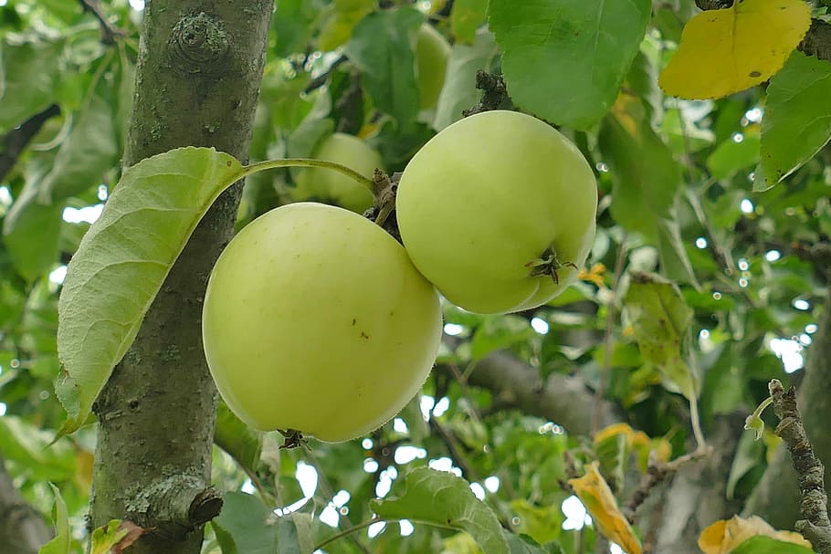 Fruit, Apple, Couple, Tree, green, branch, close, healthy, green apple HD wallpaper