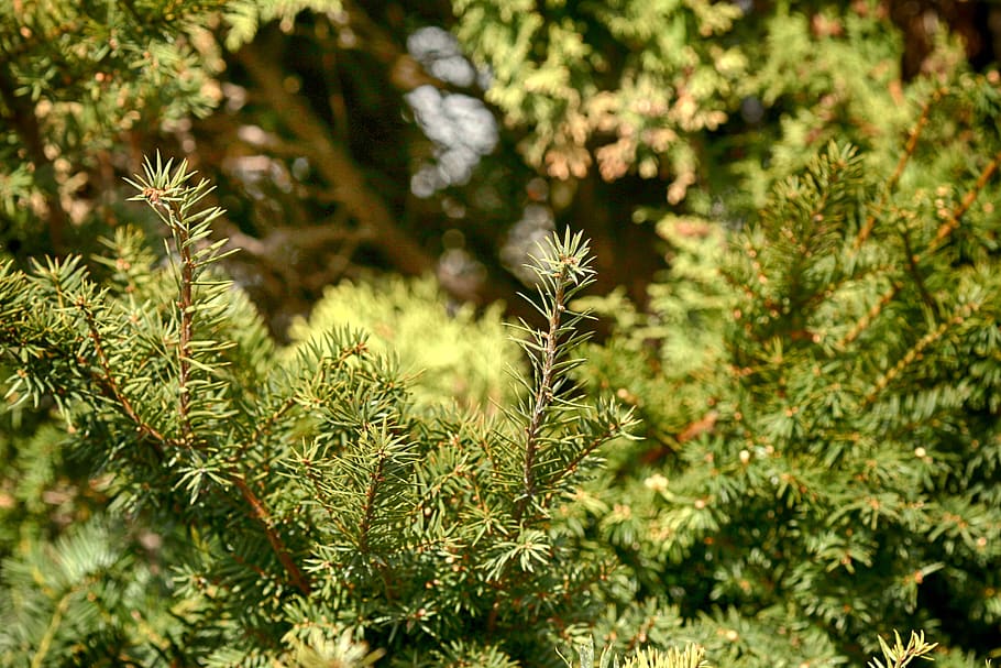 tree, needle, evergreen, pine, nature, plant, coniferous tree HD wallpaper