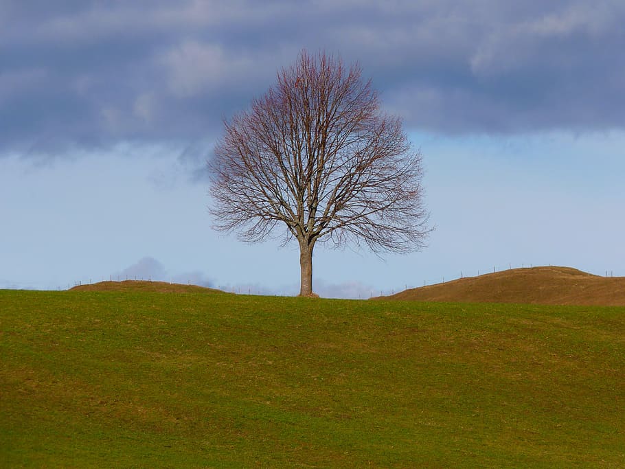 leafless tree on the green grass field during day time, individually HD wallpaper