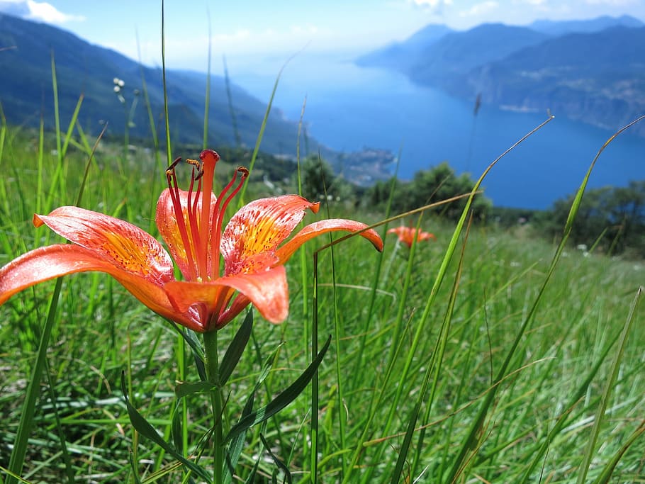 Blossom, Bloom, Garda, Summer, growth, flower, beauty in nature HD wallpaper