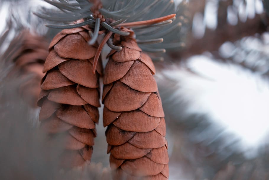 nature, winter, outdoor, pine, tree, cold, close-up, brown HD wallpaper