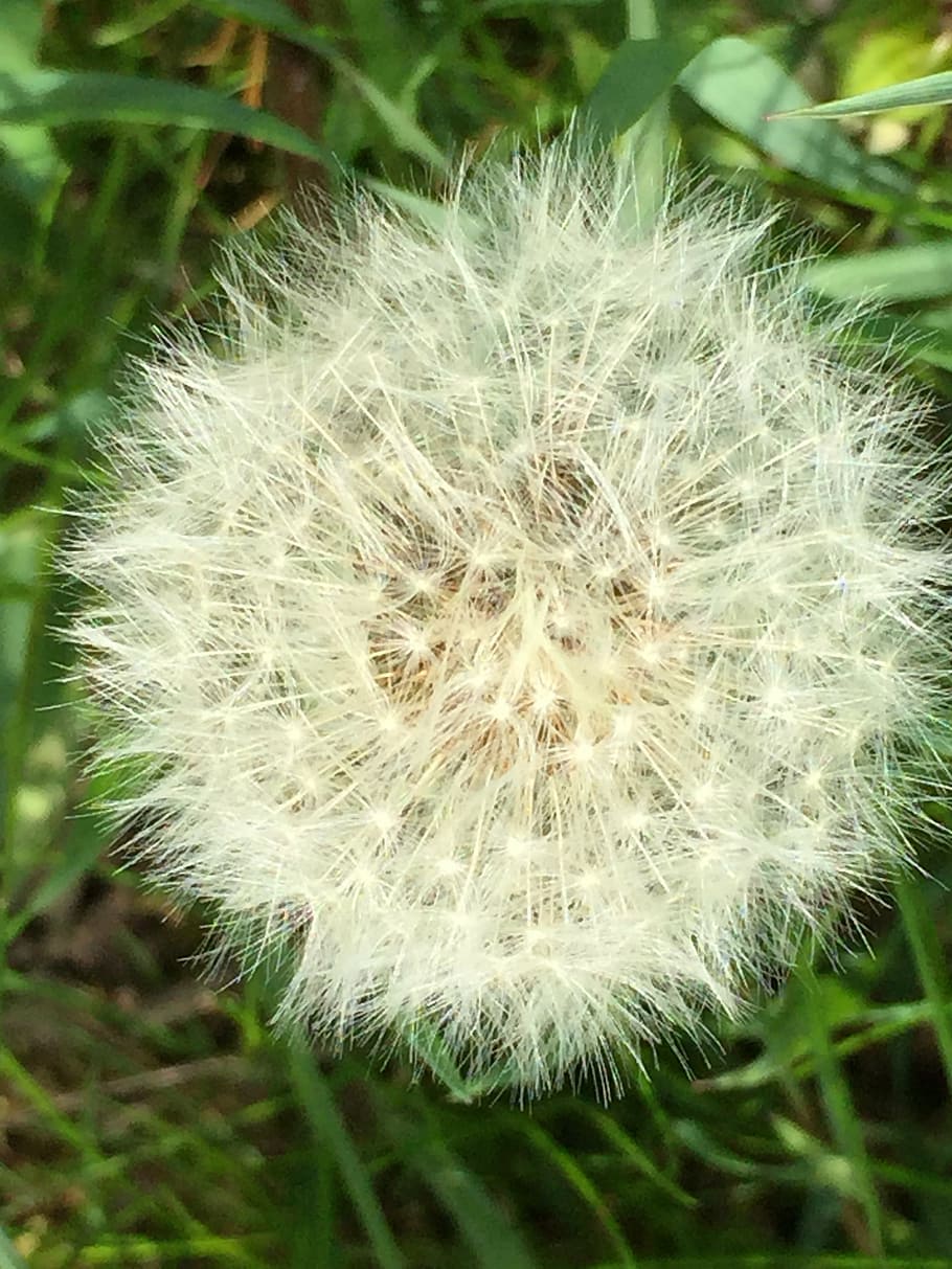fluff, dandelion, summer, vulnerability, flower, fragility HD wallpaper