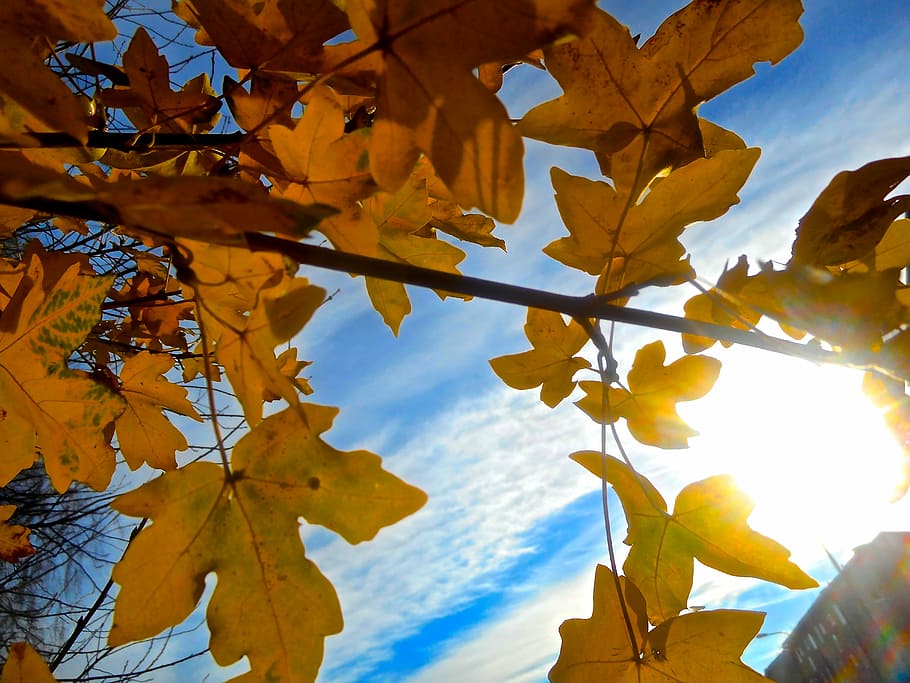 tree, branch, autumn, yellow, sky blue, plant part, change HD wallpaper