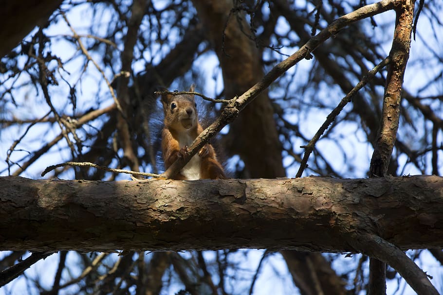 squirrel, norway, nut, tree, animal, animal wildlife, branch HD wallpaper