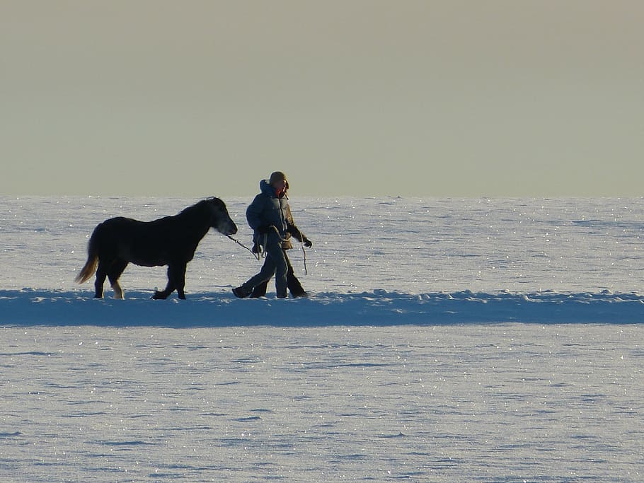 horse, human, back light, walk, wintry, tree, away, evening HD wallpaper