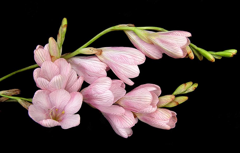 photography of pink flowers, bulb, stems, flowering plant, freshness HD wallpaper