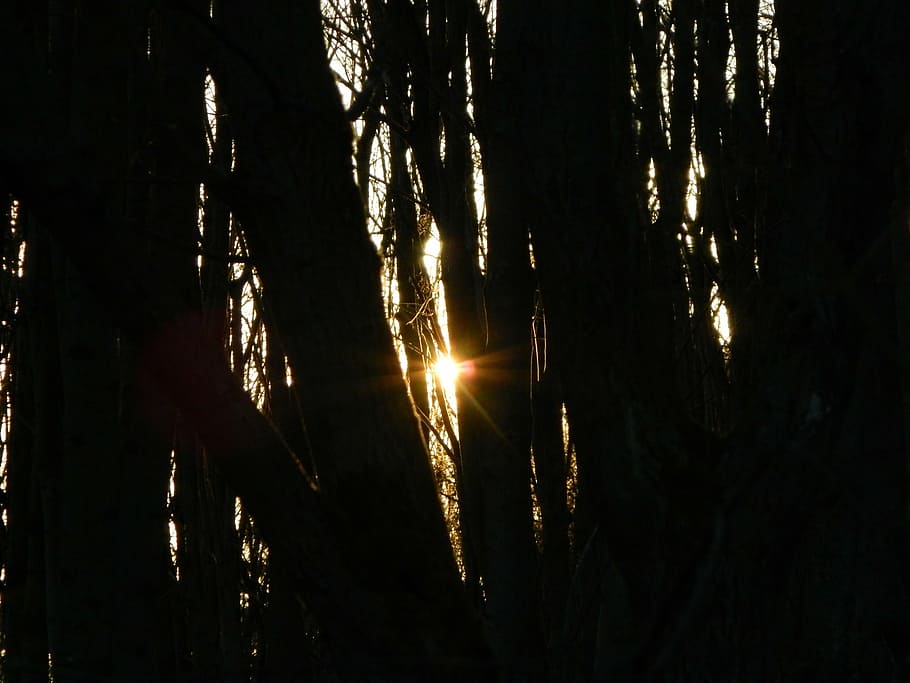 evening, sun, forest, trees, countryside, natural, beautiful HD wallpaper