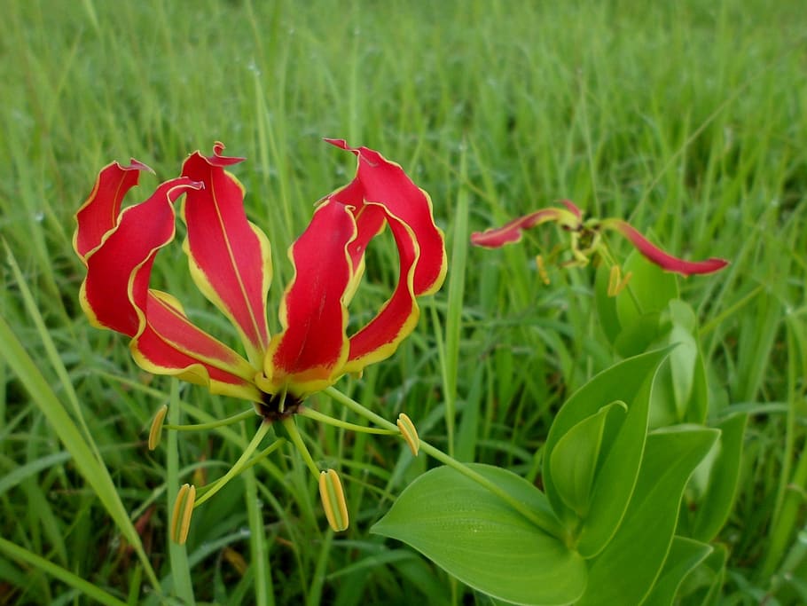 flame lily, gloriosa superba, flower, tropical, exotic, zambia