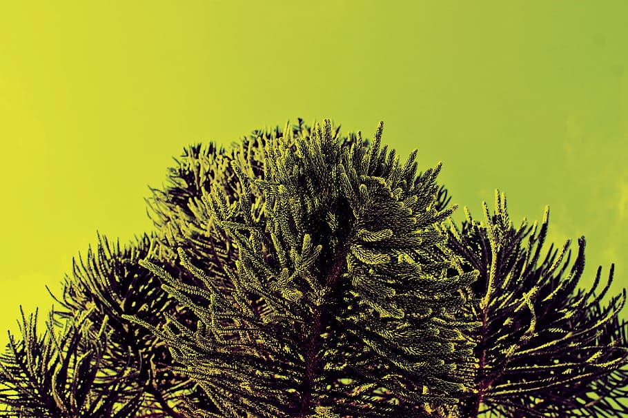 Yellow fir, low-angle photography of trees, fir tree, pine, green HD wallpaper