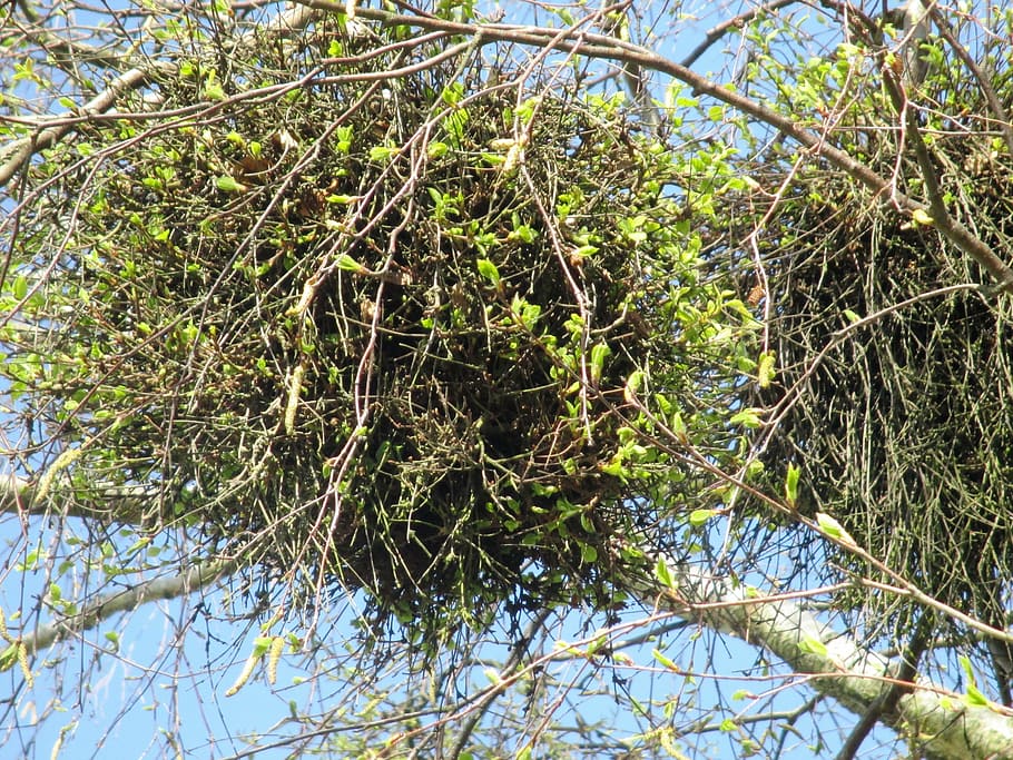 mistletoe, parasite, tree, aesthetic, branches, leaves, berries HD wallpaper