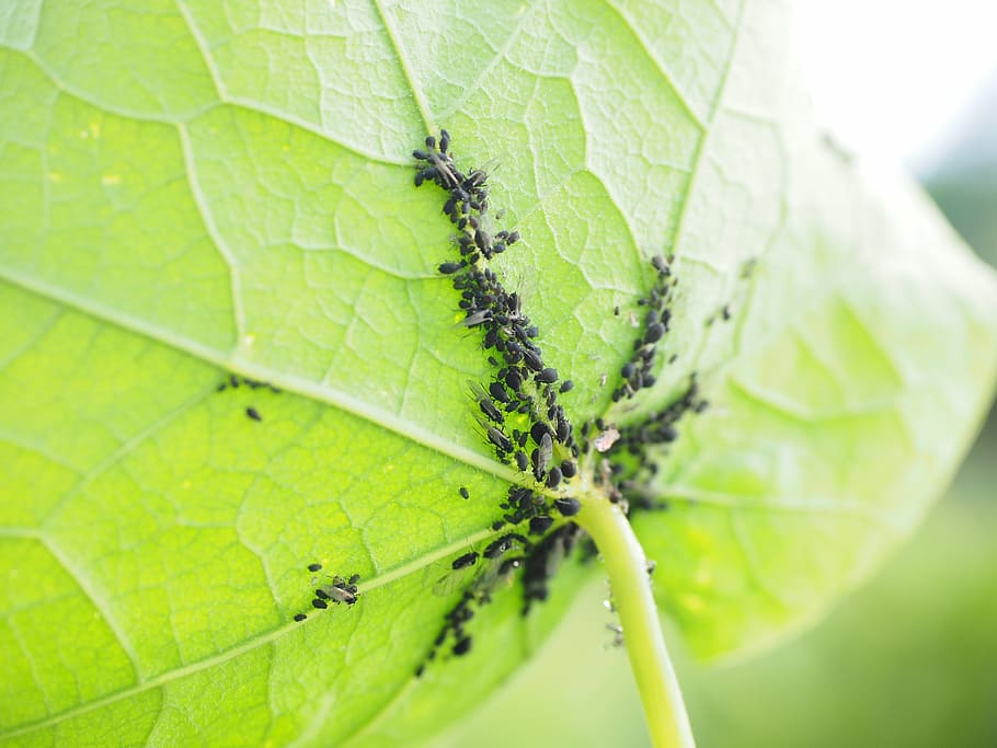 lice, leaf, vermin, aphids, aphidoidea, plant lice, sternorrhyncha HD wallpaper