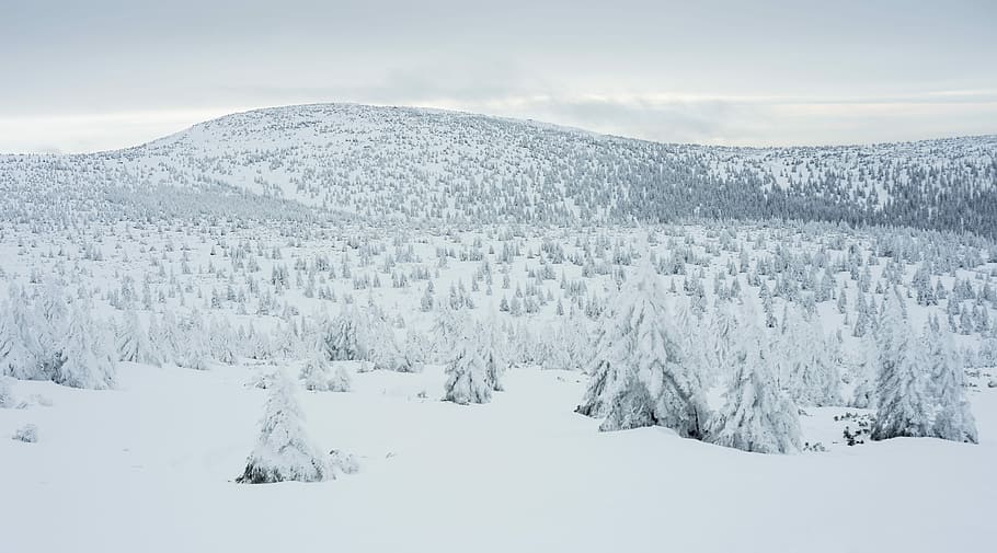 landscape of pine trees covered with snow, mountain covered with snow HD wallpaper