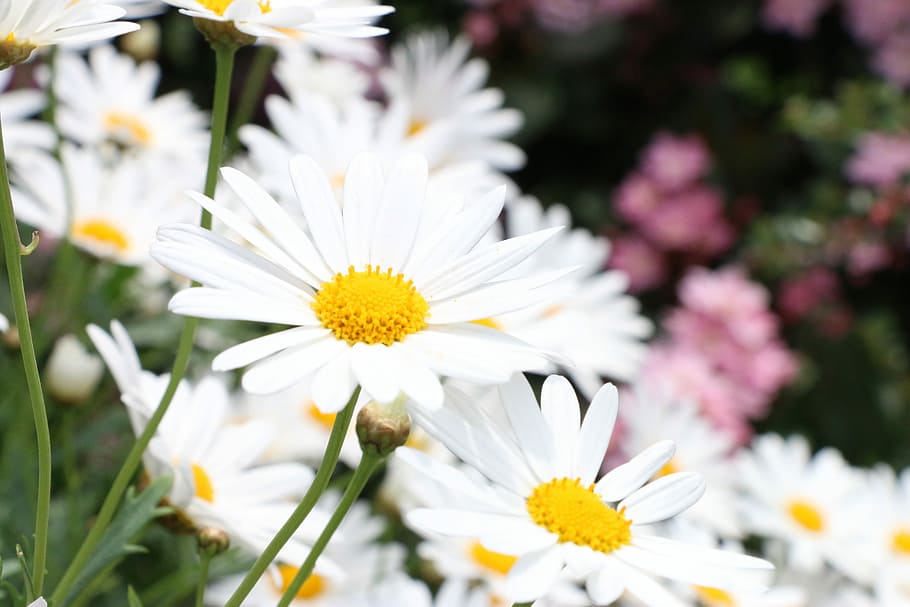 liguria, italy, summer, spring, colors, flowers, bloom, nature HD wallpaper