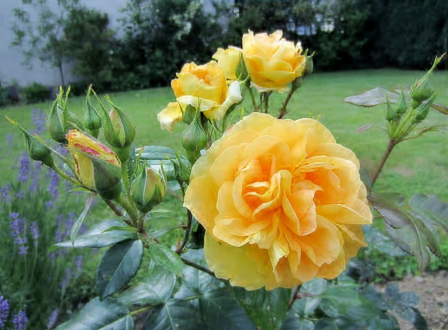 yellow, rose, bloom, flowering plant, fragility, beauty in nature HD wallpaper