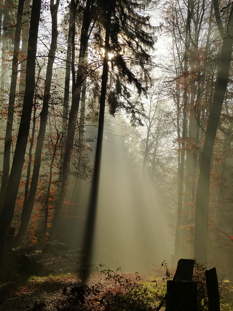silhouette of trees during daytime, forest, fog, mood, sun HD wallpaper