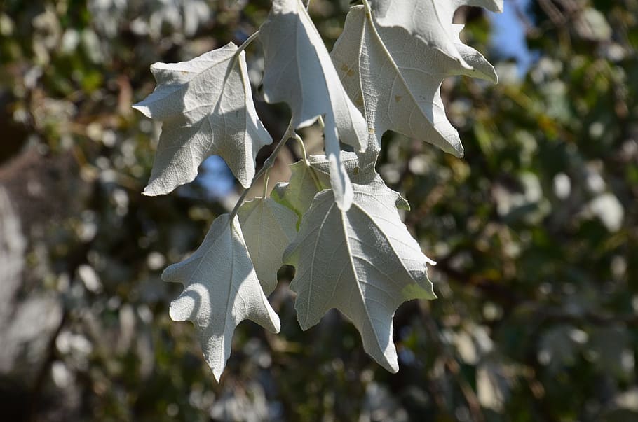 summer, leaves, white, green, nature, plant, no people, leaf HD wallpaper