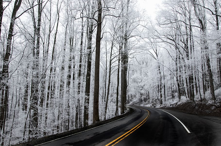 white leaf trees at daytime, snow, ice, parkway, highway, winter HD wallpaper