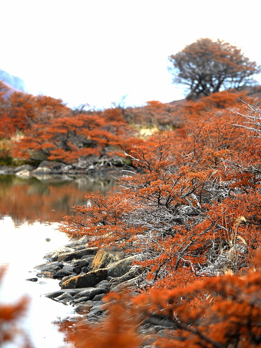 shallow focus photography of orange leafed trees, orange plants beside river HD wallpaper