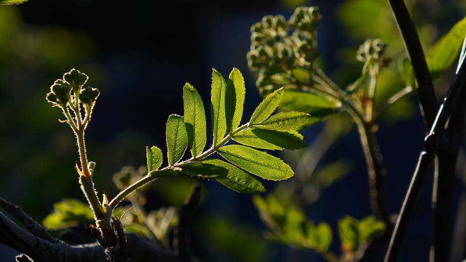 nature, plants, green, leaf, black, spring, sprig, plant part HD wallpaper