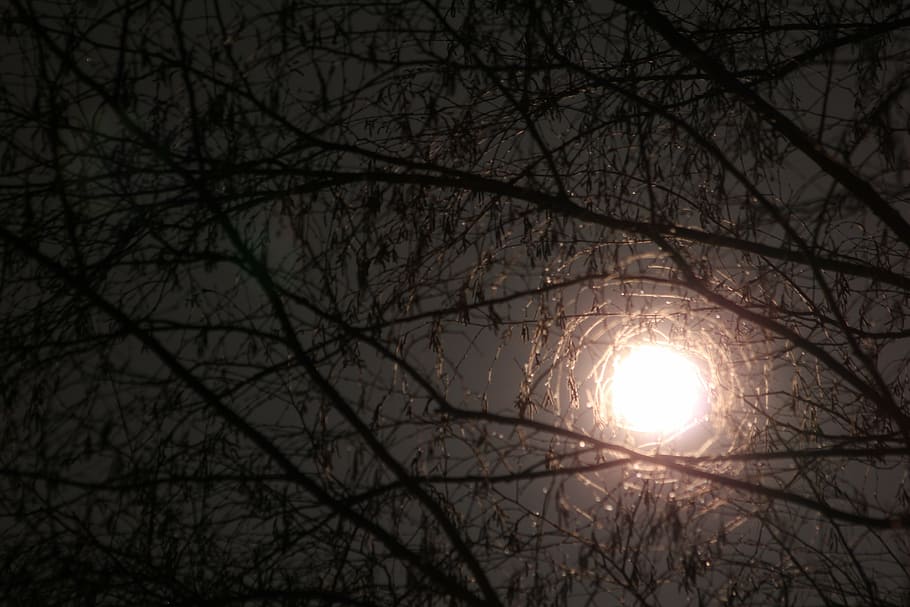 photo of brown tree, moon through branches, night, light, sky HD wallpaper
