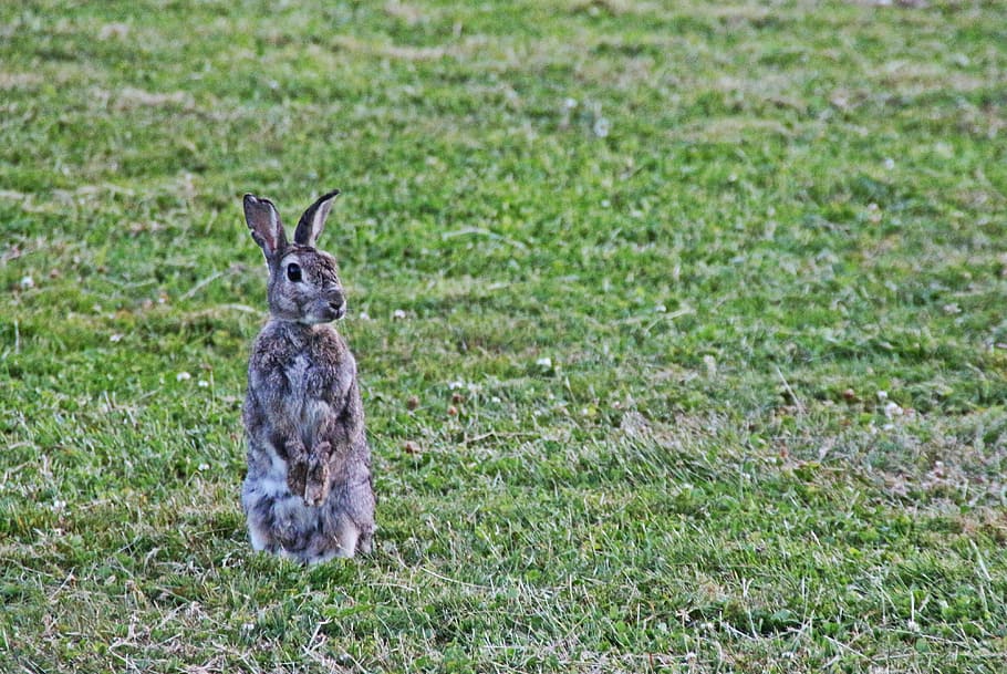 brown rabbit on green grass, wild rabbit, ear, cute, meadow HD wallpaper