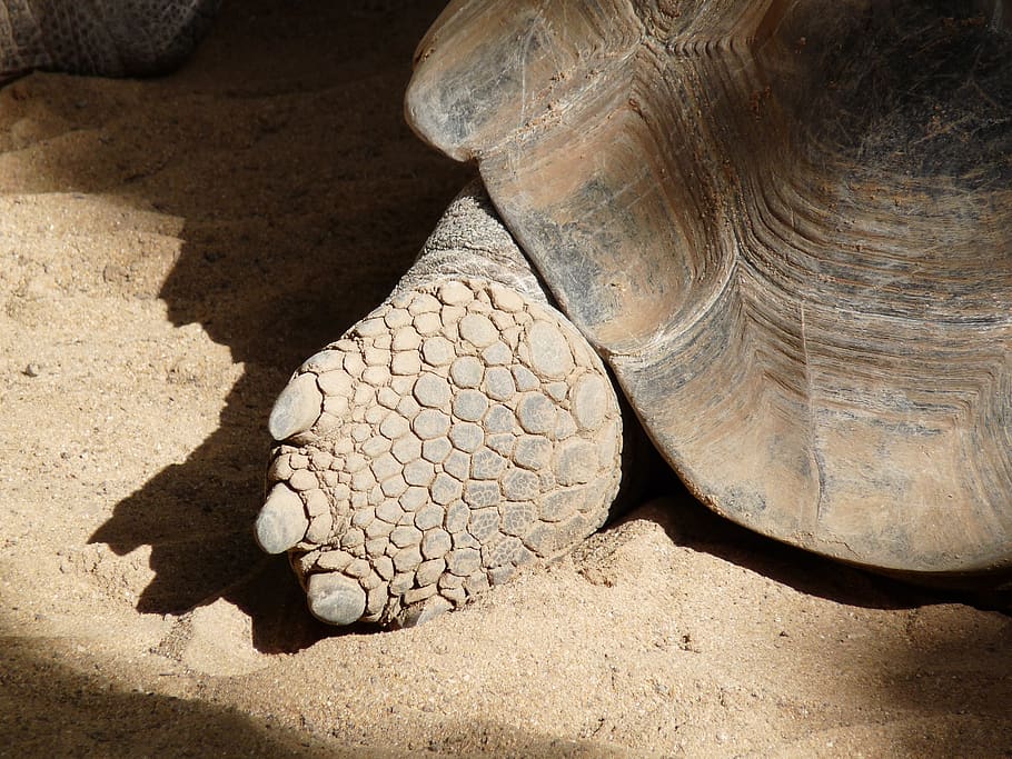 turtle, foot, shell, chlorine, tortoise, reptile, animal wildlife HD wallpaper