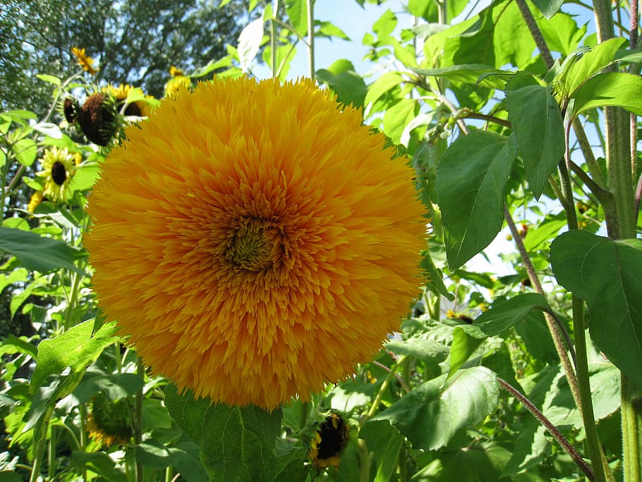 sunflower, teddybear, yellow, summer, green, leaf, garden, nature HD wallpaper