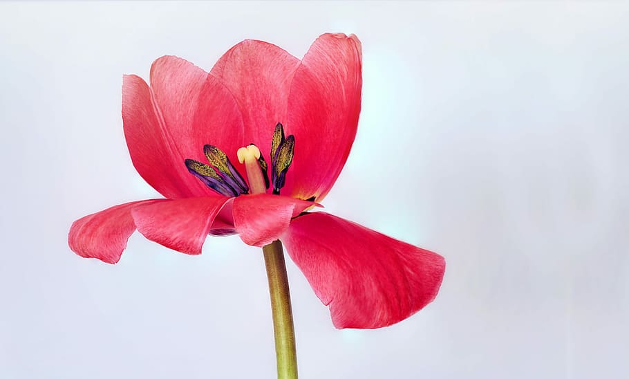 close up photo of red broad petaled flower, tulip, pink, spring HD wallpaper