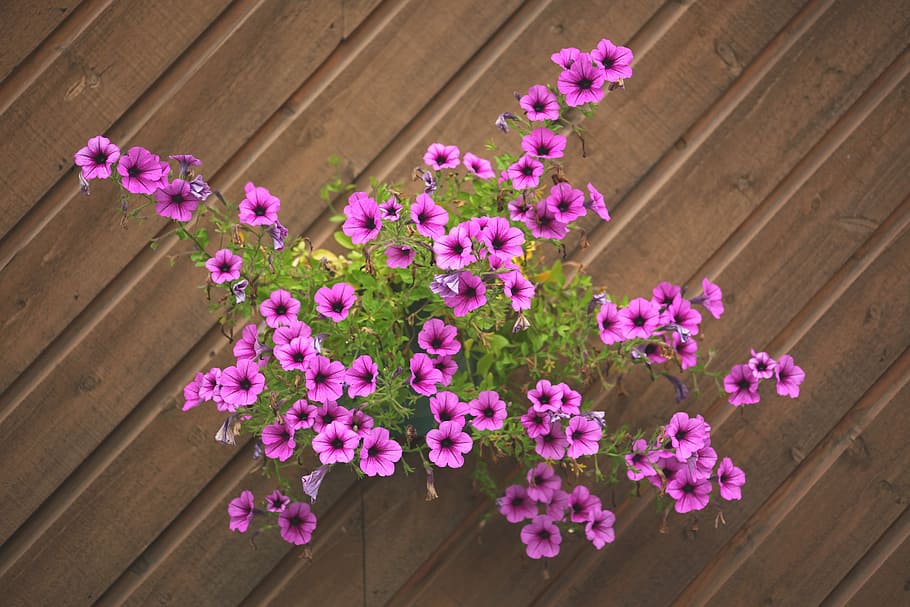 flowers, wall, plants, pattern, flowering plant, pink color HD wallpaper