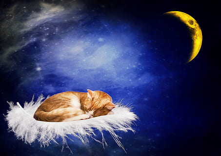 brown cat sleeping on white bed, Good Night, Tired, Moon, spring HD wallpaper
