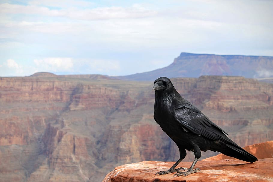 black crow on top of Grand Canyon, Arizona, black crow on rock, HD wallpaper