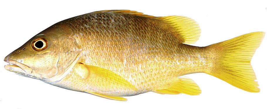 brown tilapia, yellow fish, snapper, yellow fin fish, yellow scales, HD wallpaper