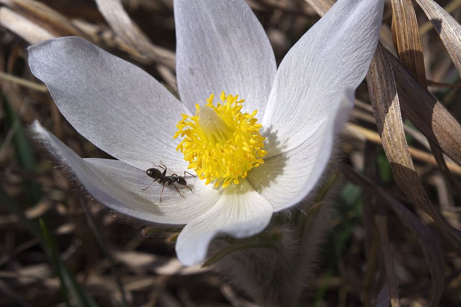 Flower, Ant, Macro, Bug, Close, Spring, insect, nature, white color HD wallpaper