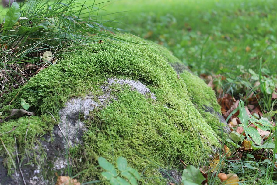 rock, moss, green, nature, natural, plant, growth, green color HD wallpaper