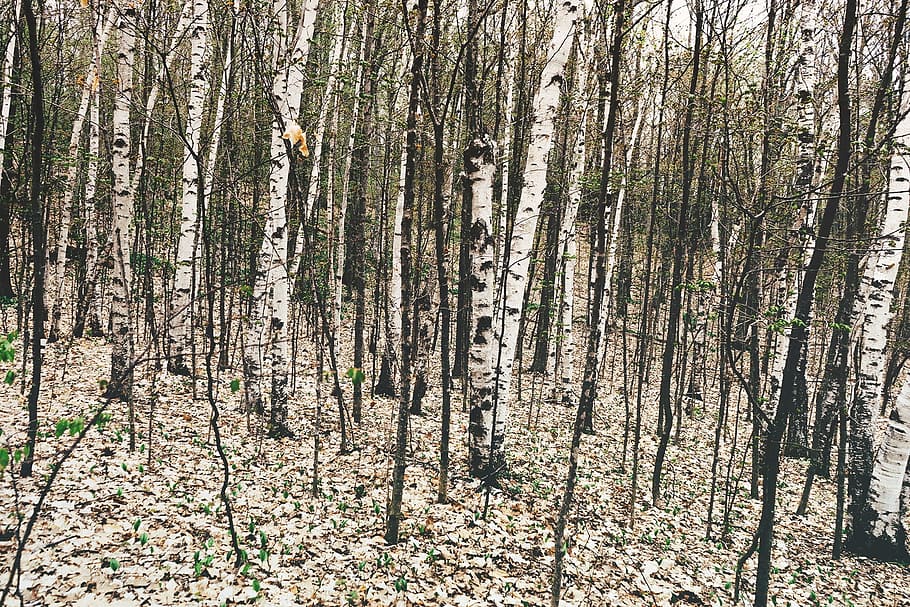 forest, woods, trees, white, bark, nature, plant, land, tree trunk HD wallpaper
