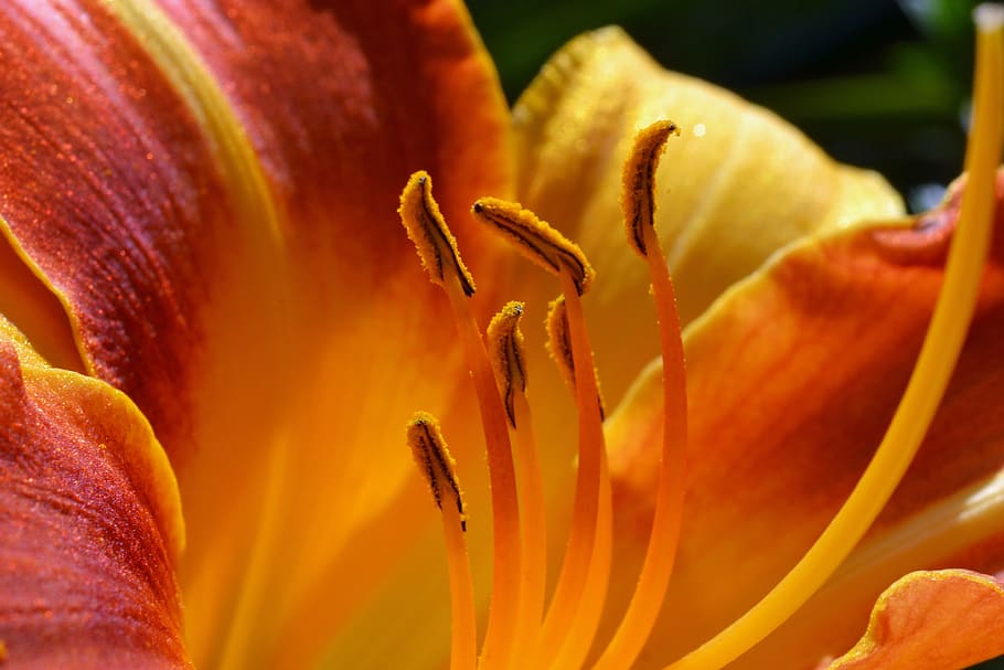 daylily, hemerocallis, hemerocallidoideae, stamens, orange, HD wallpaper