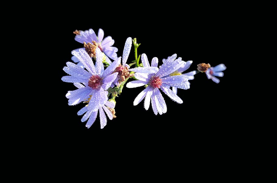 symphyotrichum laeve, smooth aster, isolated, fall, lavender HD wallpaper