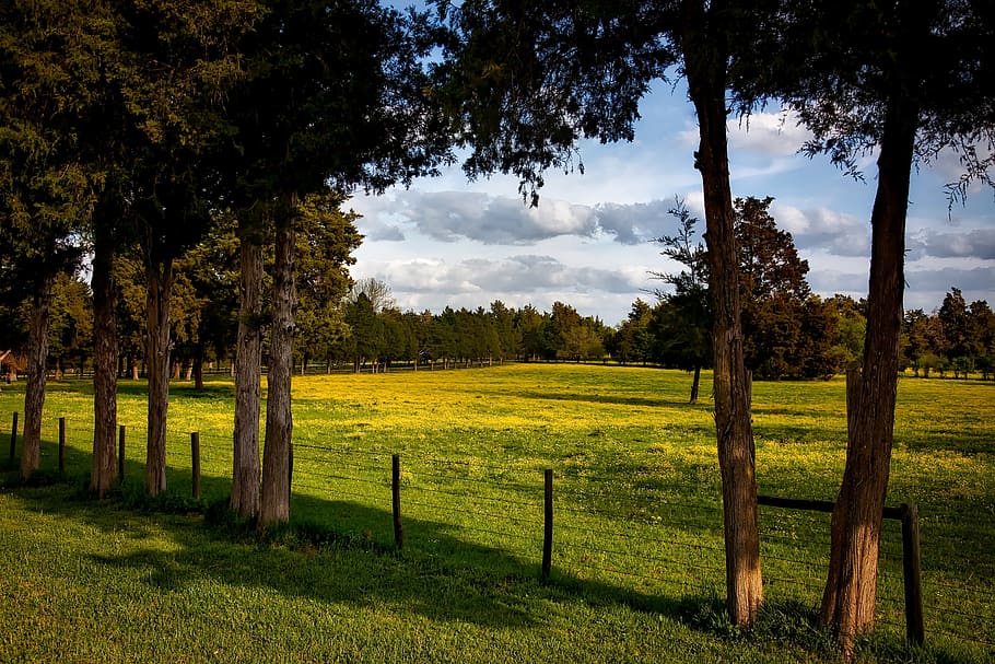 alabama, farm, meadow, field, pastoral, forest, trees, woods