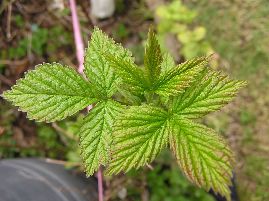 raspberry, new leaves, spring, leaf, plant part, green color HD wallpaper