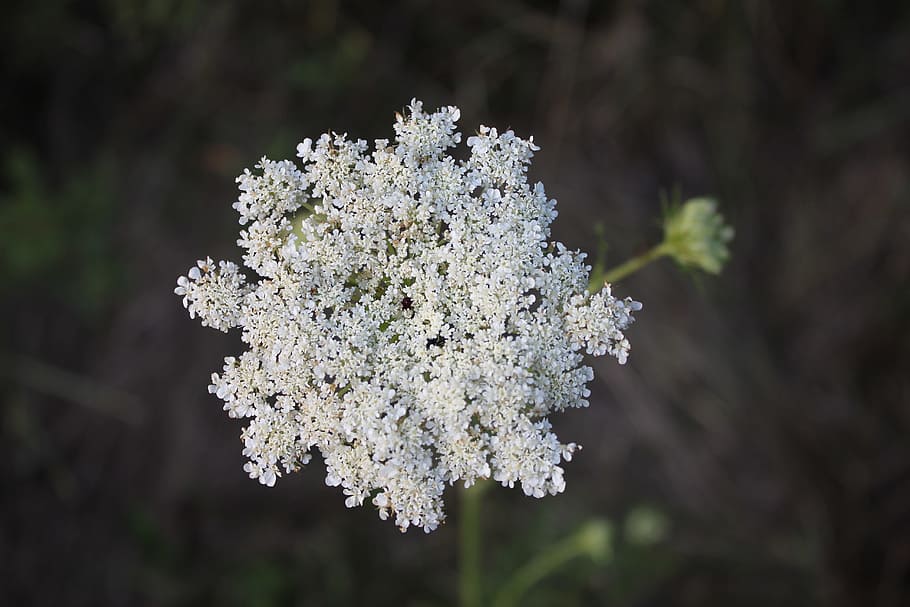 lace, flower, daucus carota, plant, white, nature, green, macro