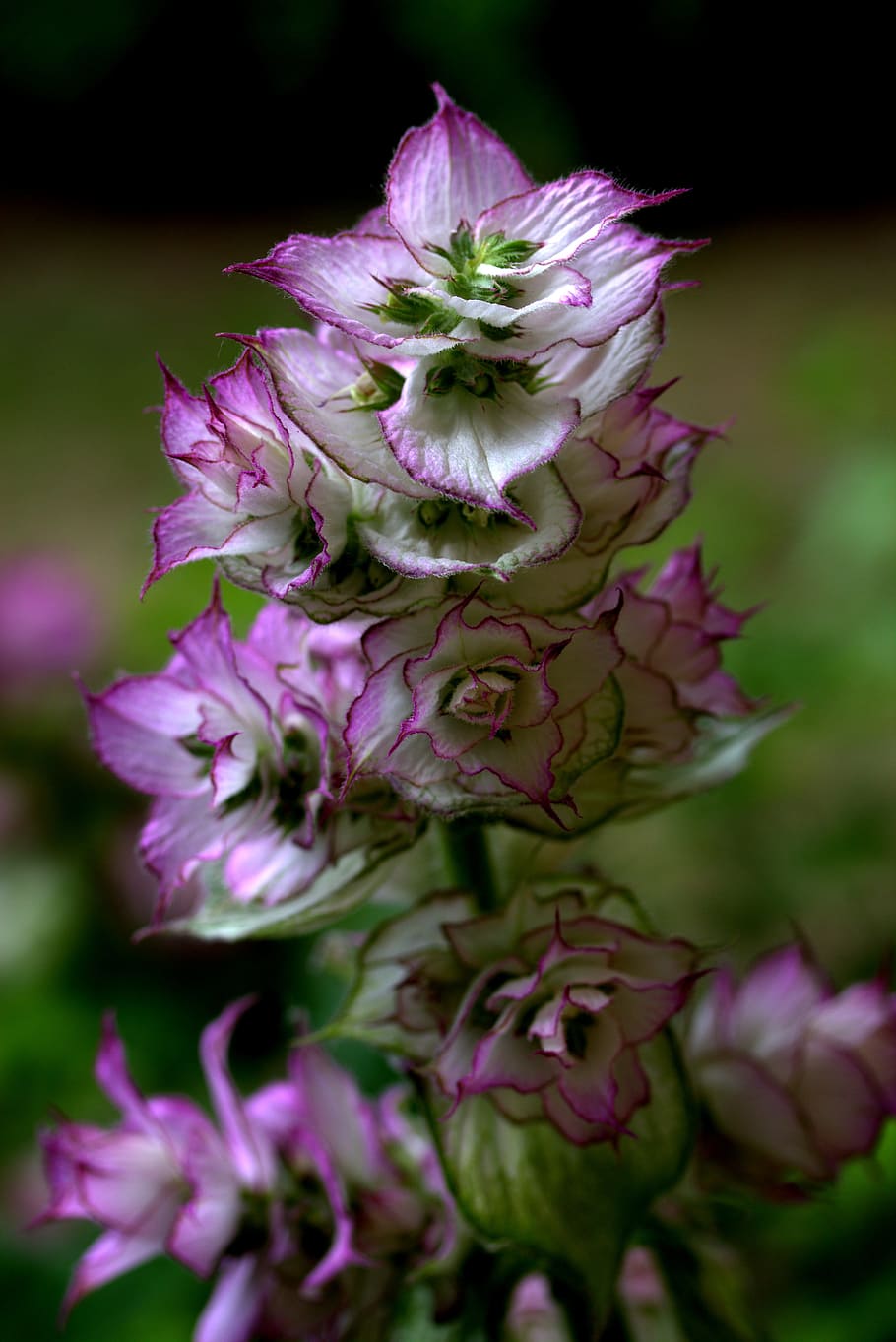 Flower, Mov, Wild, Fluorescence, Nature, purple, no people HD wallpaper