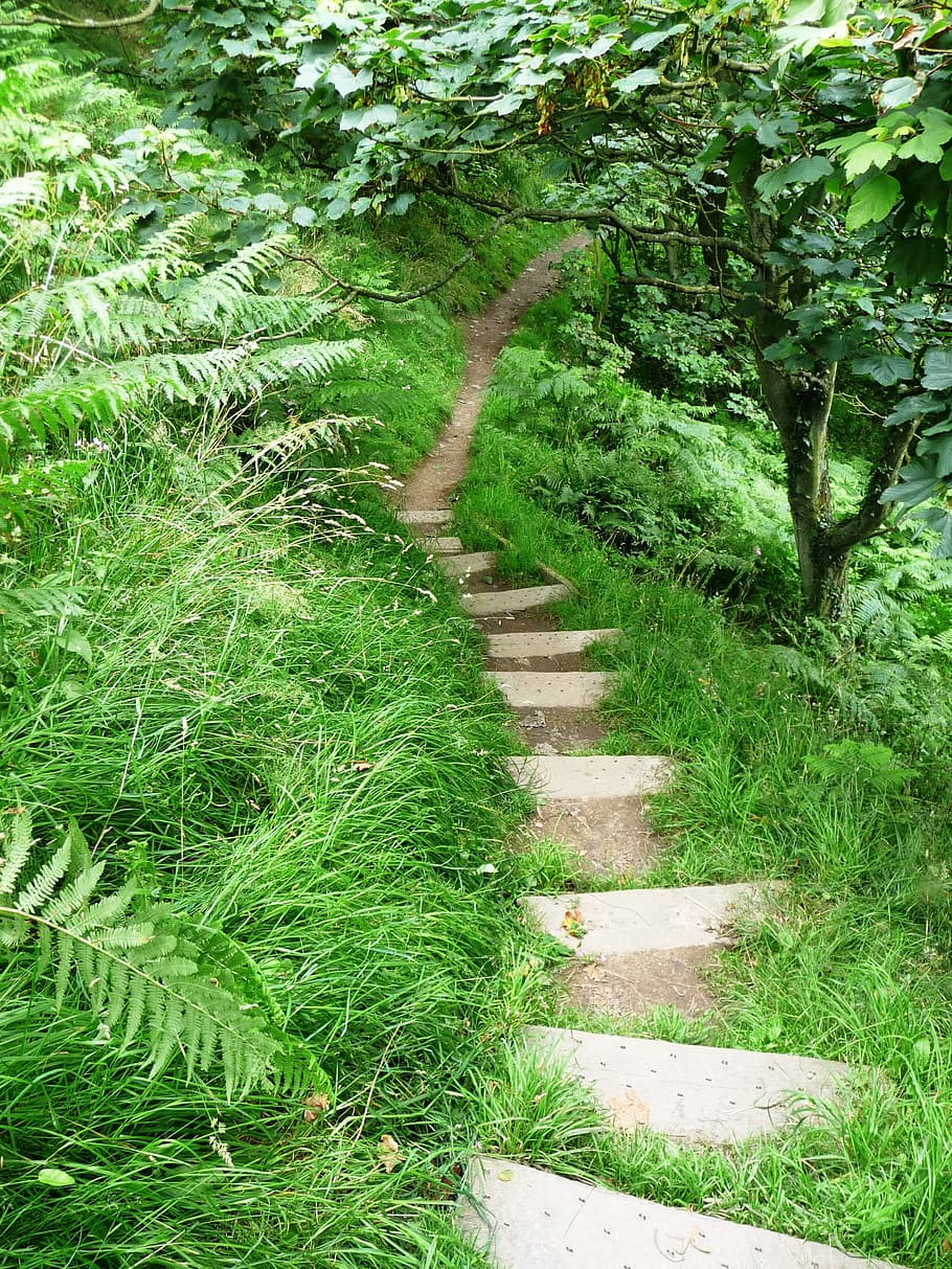 Path, Field, Staircase, Forest, Nature, hiking, green color HD wallpaper
