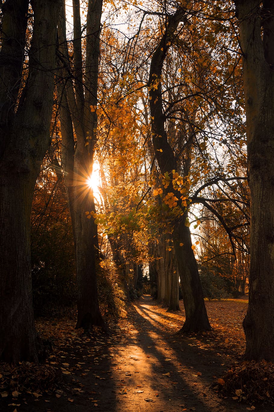 landscape, park, forest, trees, nature, scenic, glade, autumn HD wallpaper