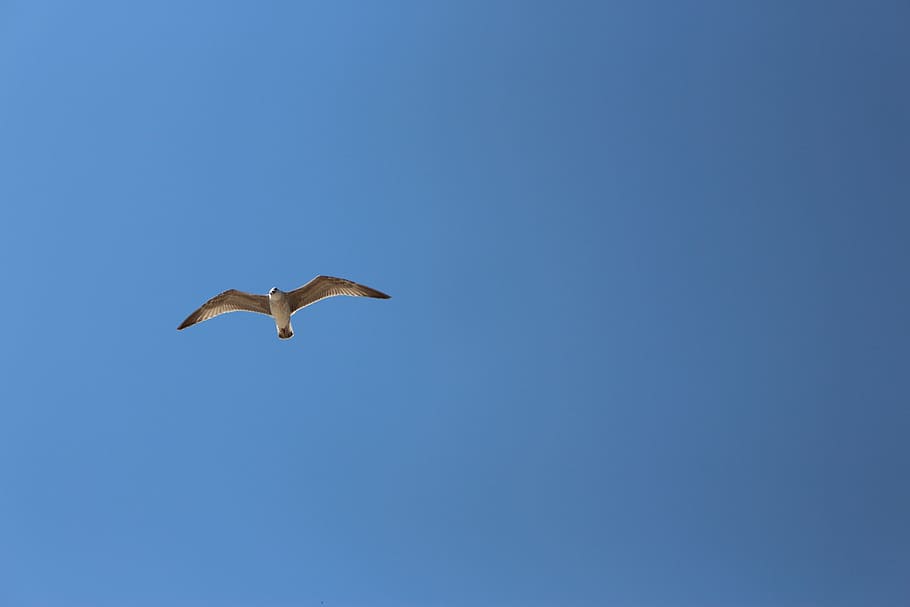 bird, sky, nature, flight, outdoors, gull, sea, wing, flying HD wallpaper