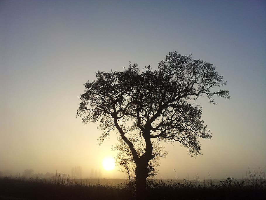 nature, sunset, tree, sky, tranquility, beauty in nature, silhouette HD wallpaper