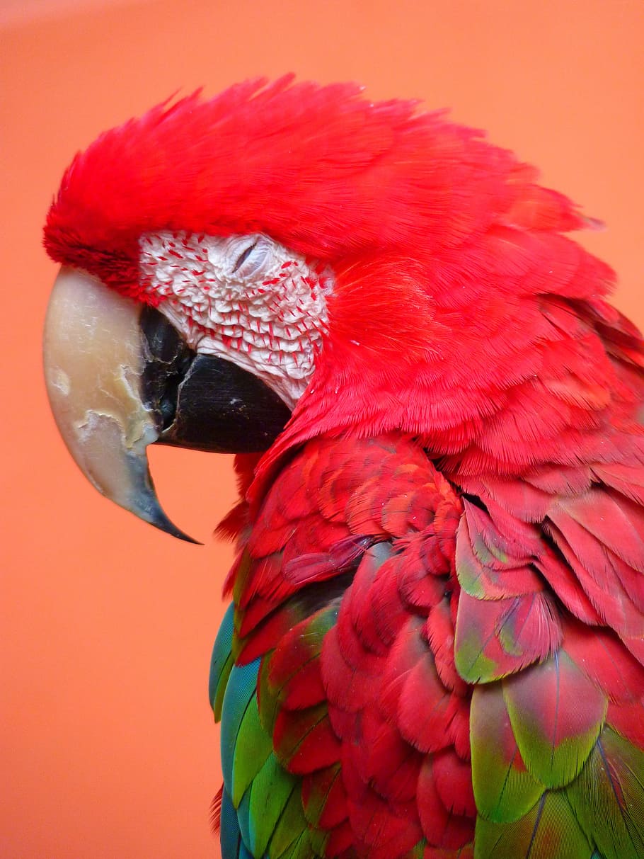red ara, ara erythrocephala, parrot, bird, colorful, plumage, HD wallpaper