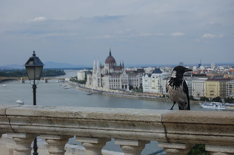 budapest, danube, bird's eye view, built structure, architecture HD wallpaper