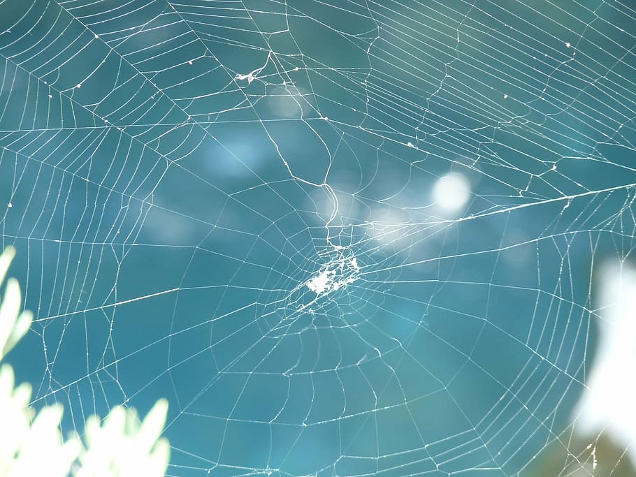 network, spider, nature, spider web, fragility, close-up, vulnerability HD wallpaper