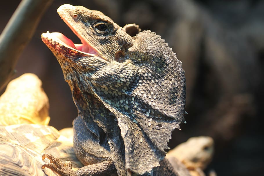 lizard, zoo, reptile, dragon, scale, scaly, jungle, animal themes HD wallpaper