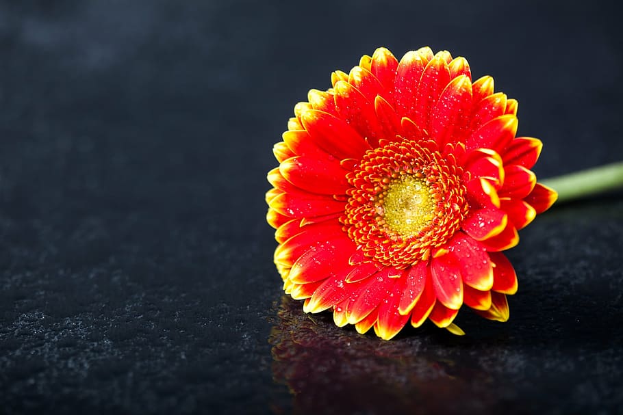red and yellow petaled flower, bicolor, black, botany, daisy HD wallpaper